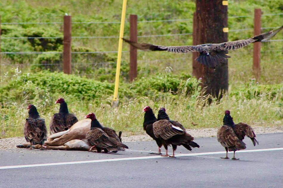 Turkey Vultures eating mule deer road kill in Mendocino County, California. Along Highway 1 by Sarah Dierch is licensed under  CC BY-SA 4.0.